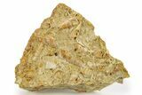 Fossil Gastropods In Limestone - Texas #286610-1